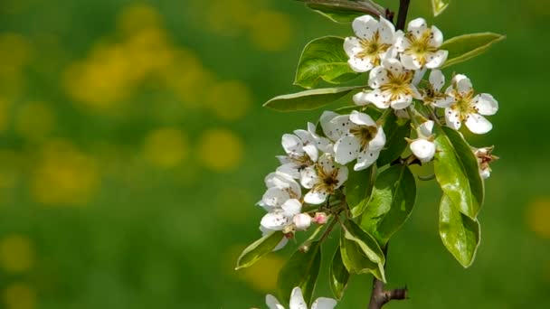 Blooming branch of pear tree — Stock Video