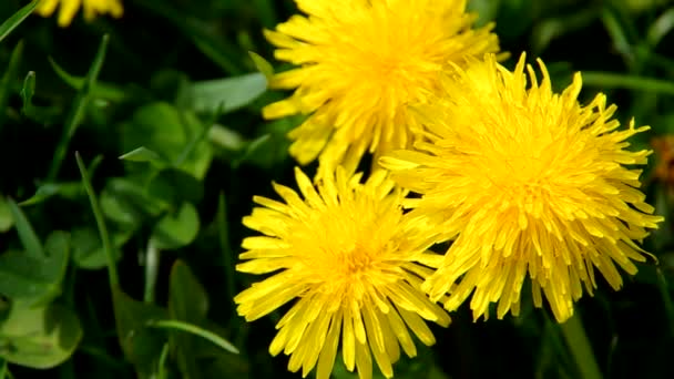 Abeja sobre diente de león amarillo — Vídeos de Stock