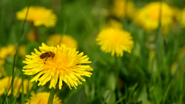 Bijen op gele paardebloem — Stockvideo