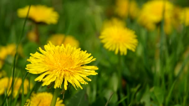 Dandelion in a meadow — Stock Video