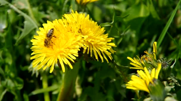 Пчела на жёлтом одуванчике — стоковое видео