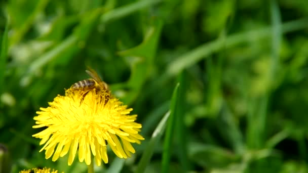 Abeja sobre diente de león amarillo — Vídeo de stock