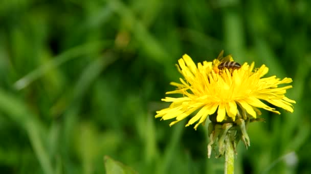 Abeja sobre diente de león amarillo — Vídeos de Stock