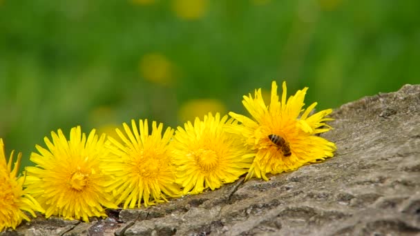 Abeja sobre diente de león amarillo — Vídeos de Stock