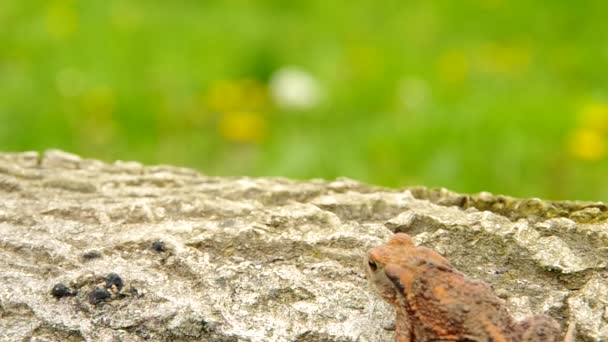 Toad frog — Stock Video