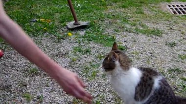 iskambil ile senin kedi