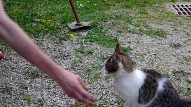 Iskambil ile senin kedi — Stok video