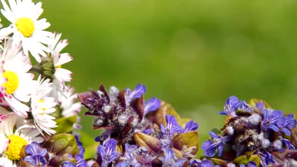 Blau-weiße Frühlingsblumen — Stockvideo