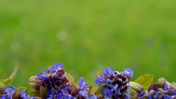 Flores azules de primavera — Vídeo de stock