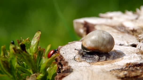 Caracol en un tronco de árbol — Vídeos de Stock