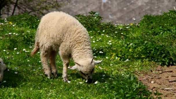 Sheep graze — Stock Video