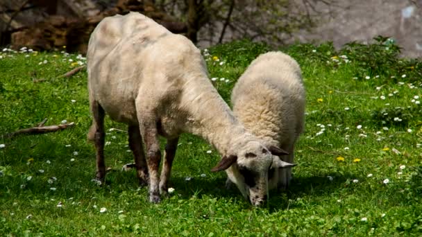 Dos ovejas pastando — Vídeos de Stock