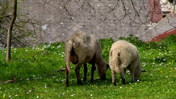 Two sheep grazing — Stock Video