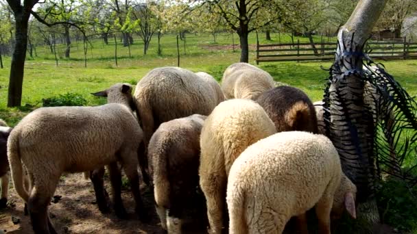 羊は柵の中 — ストック動画