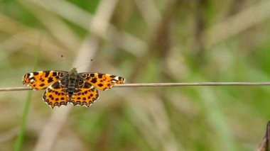 çimen bir bıçak üzerinde Kelebek