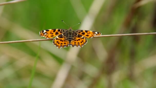 Mariposa sobre una brizna de hierba — Vídeo de stock