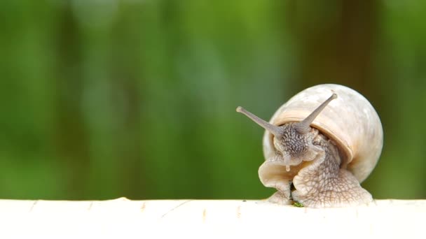 Caracol em madeira de vidoeiro — Vídeo de Stock