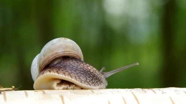 Snail on birch wood — Stock Video
