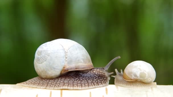 두 개의 달팽이 — 비디오
