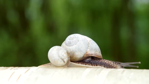 Deux escargots 