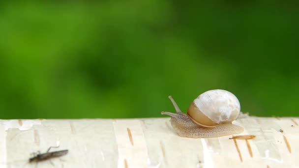 Escargot sur bois de bouleau 