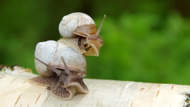 Deux escargots 