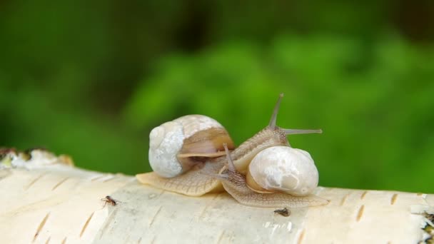Deux escargots 