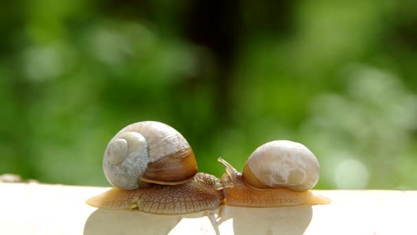 Deux escargots 