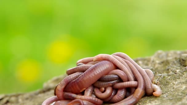Earthworms — Stock Footage Earthworms Royalty Free Stock Footage