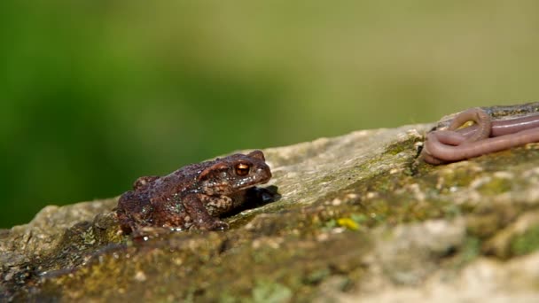Toad frog an earthworms — Stock Video