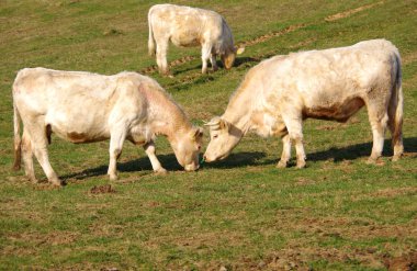 inek otlatmak yeşil çayır on