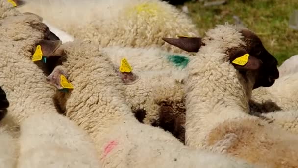 Troupeau de moutons — Video