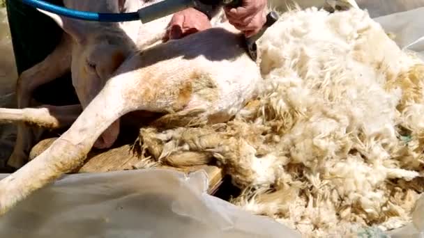 Мужчина стрижет овцу в загоне — стоковое видео
