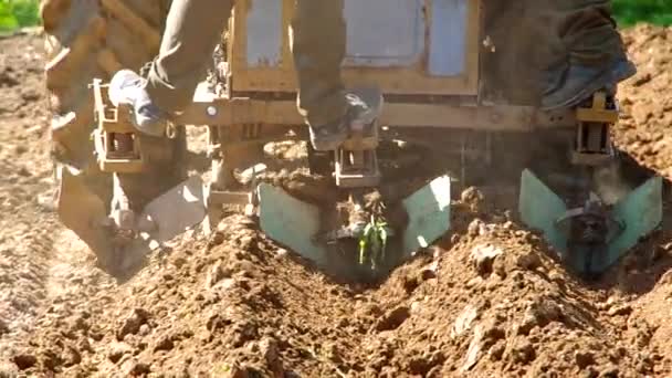 拖拉机种植土豆 — 图库视频影像