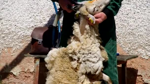 L'homme tondant un mouton dans le corral — Video