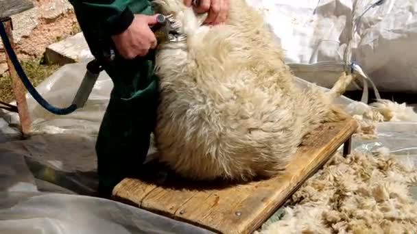 Мужчина стрижет овцу в загоне — стоковое видео
