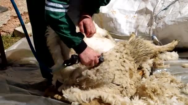 柵で羊の毛刈りの男 — ストック動画