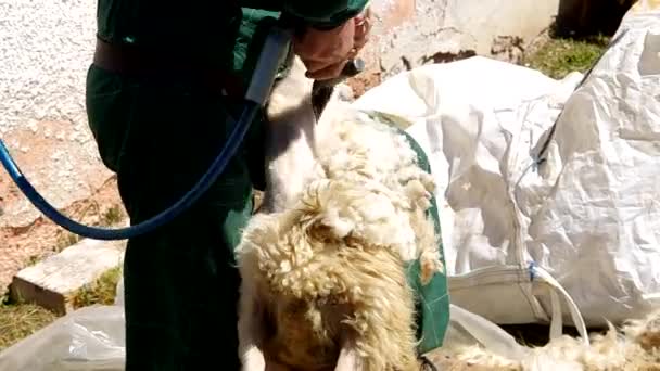 Mann schert ein Schaf im Gehege — Stockvideo