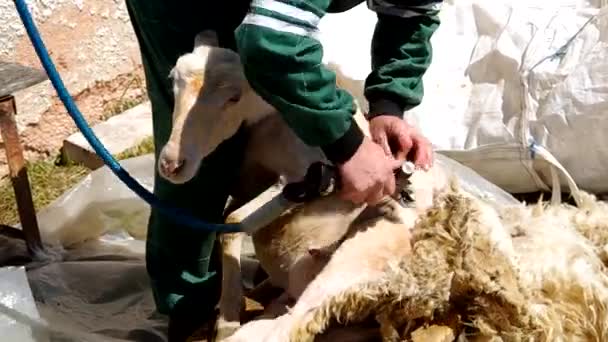 Man schuintrekken van een schaap in de corral — Stockvideo