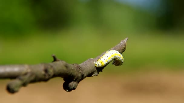 Chenille jaune — Video