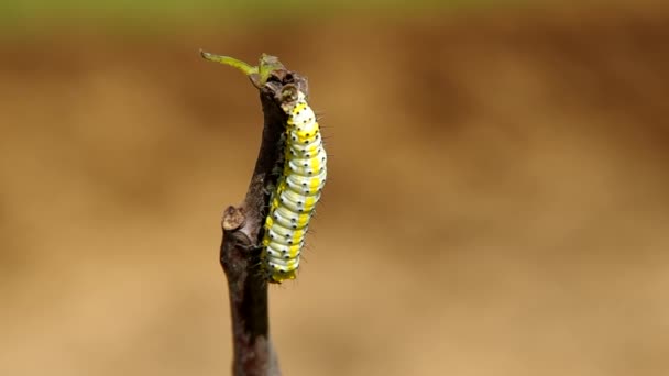 Gele caterpillar — Stockvideo
