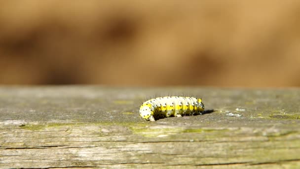 Caterpillar and spider — Stock Video