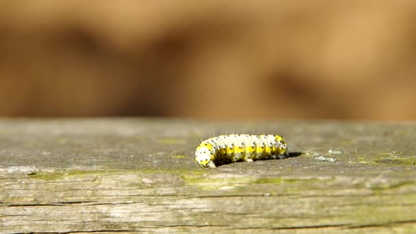 Caterpillar on wooden board. — Stock Video