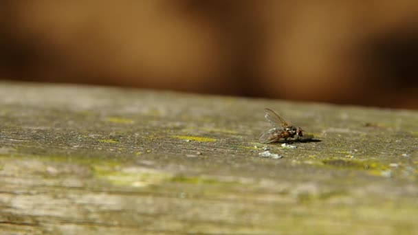 Voler sur une planche de bois — Video