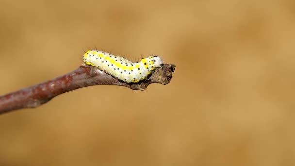 Gele caterpillar — Stockvideo