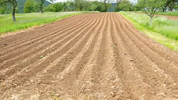 Batatas plantadas — Vídeo de Stock