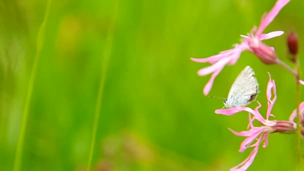 Mariposa en una flor — Vídeo de stock