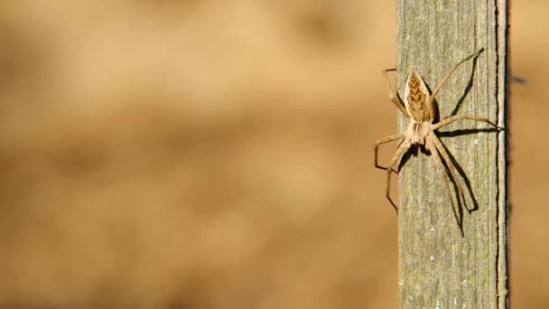 Spider a bordo — Video Stock