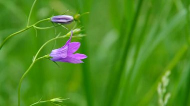 yeşil zemin üzerine mavi çan çiçekleri