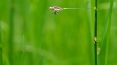 Yeşil çimenlerin üzerinde iki örümcek